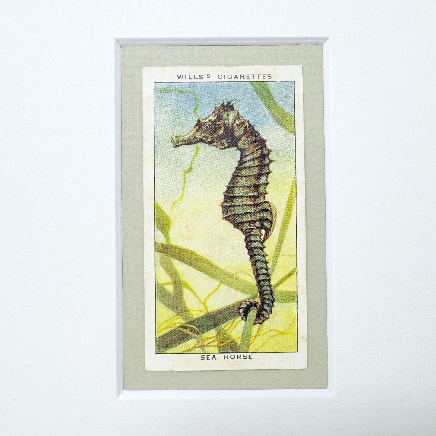 Framed Vintage Sea Life Cigarette Card, Sea Horse