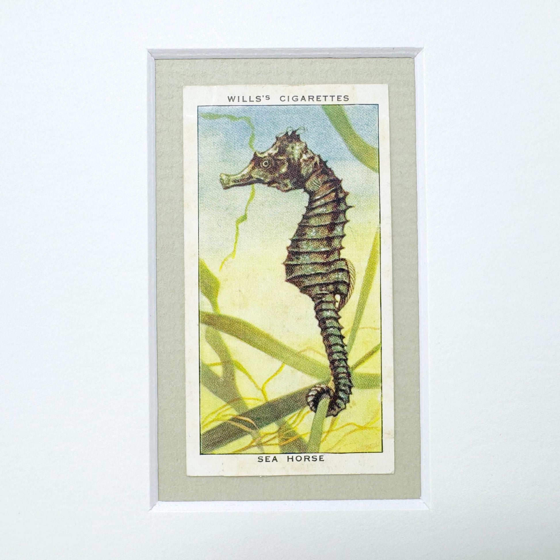 Framed Vintage Sea Life Cigarette Card, Sea Horse