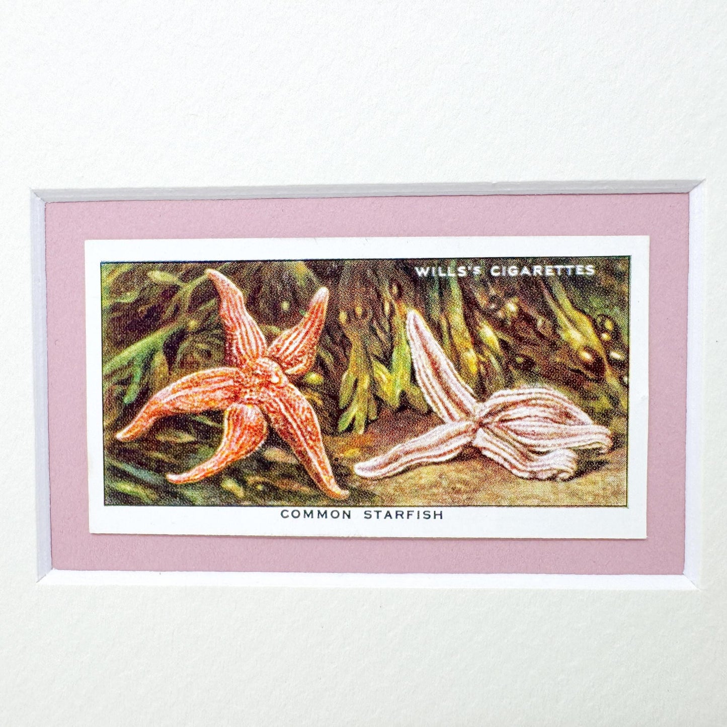 Framed Vintage Sea Life Cigarette Card, Common Starfish