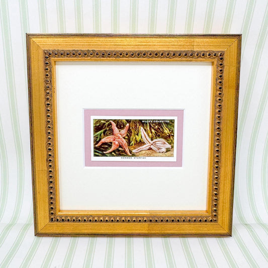 Framed Vintage Sea Life Cigarette Card, Common Starfish