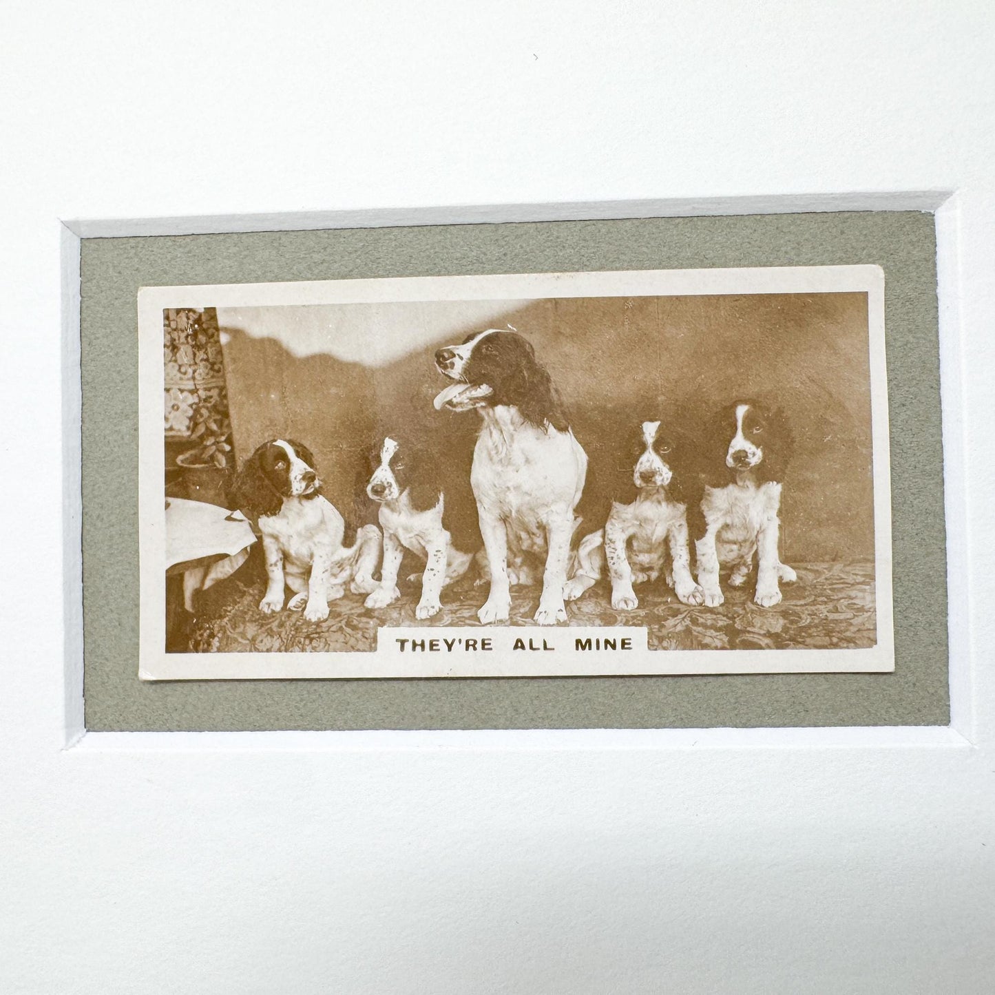 Framed Antique Dog Cigarette Card c. 1931, They're All Mine