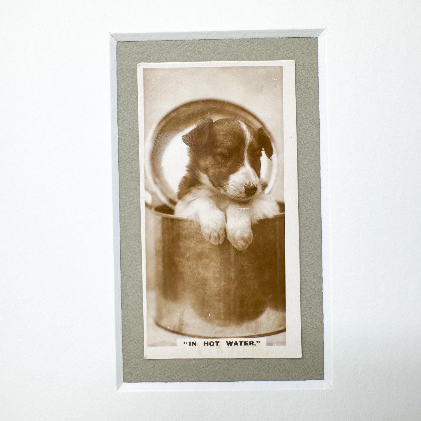 Framed Antique Dog Cigarette Card c. 1931, In Hot Water