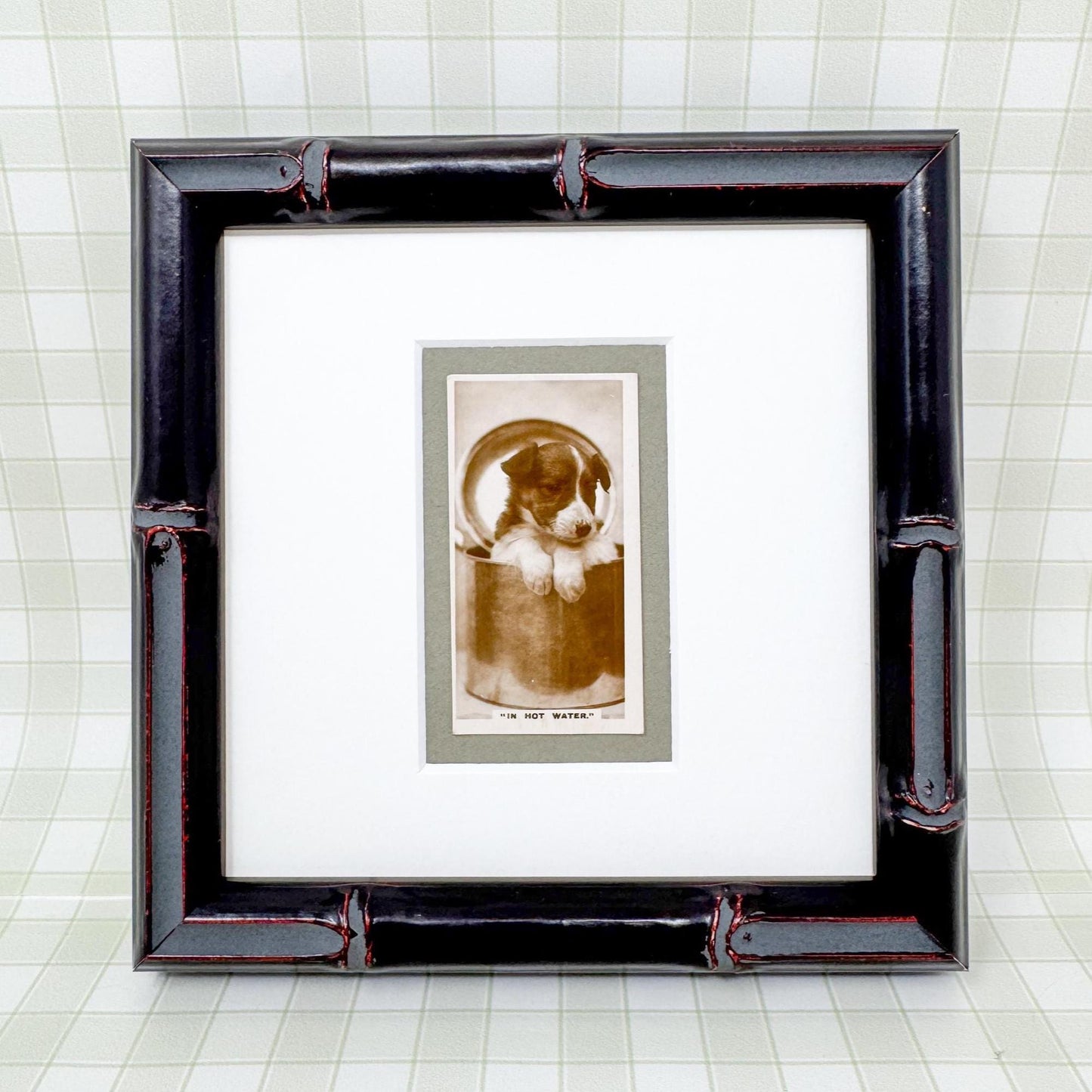 Framed Antique Dog Cigarette Card c. 1931, In Hot Water