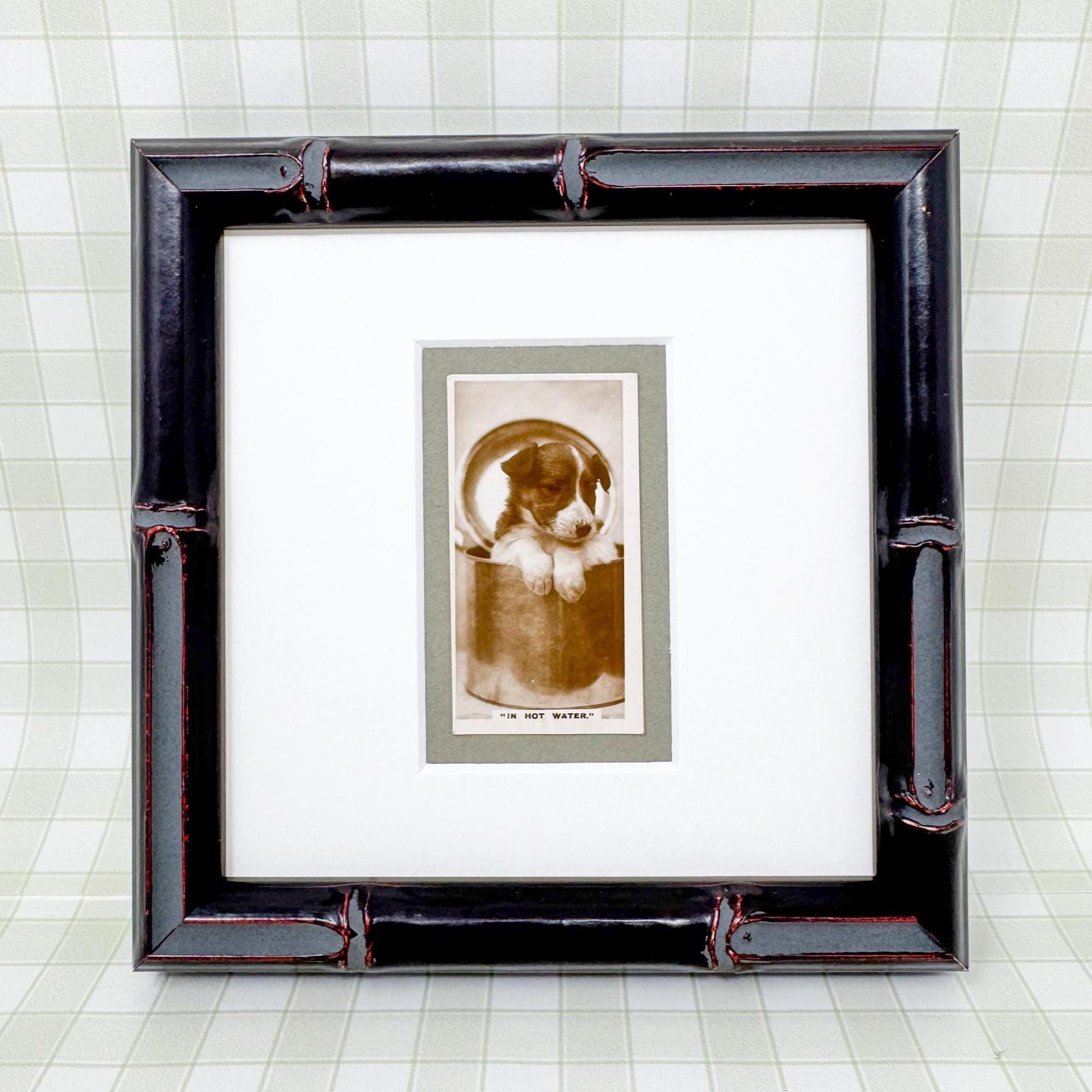 Framed Antique Dog Cigarette Card c. 1931, In Hot Water