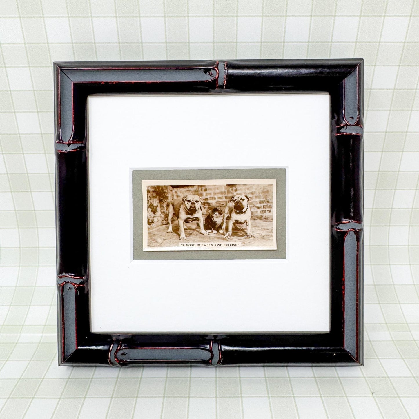 Framed Antique Dog Cigarette Card c. 1931, A Rose Between Two Thorns
