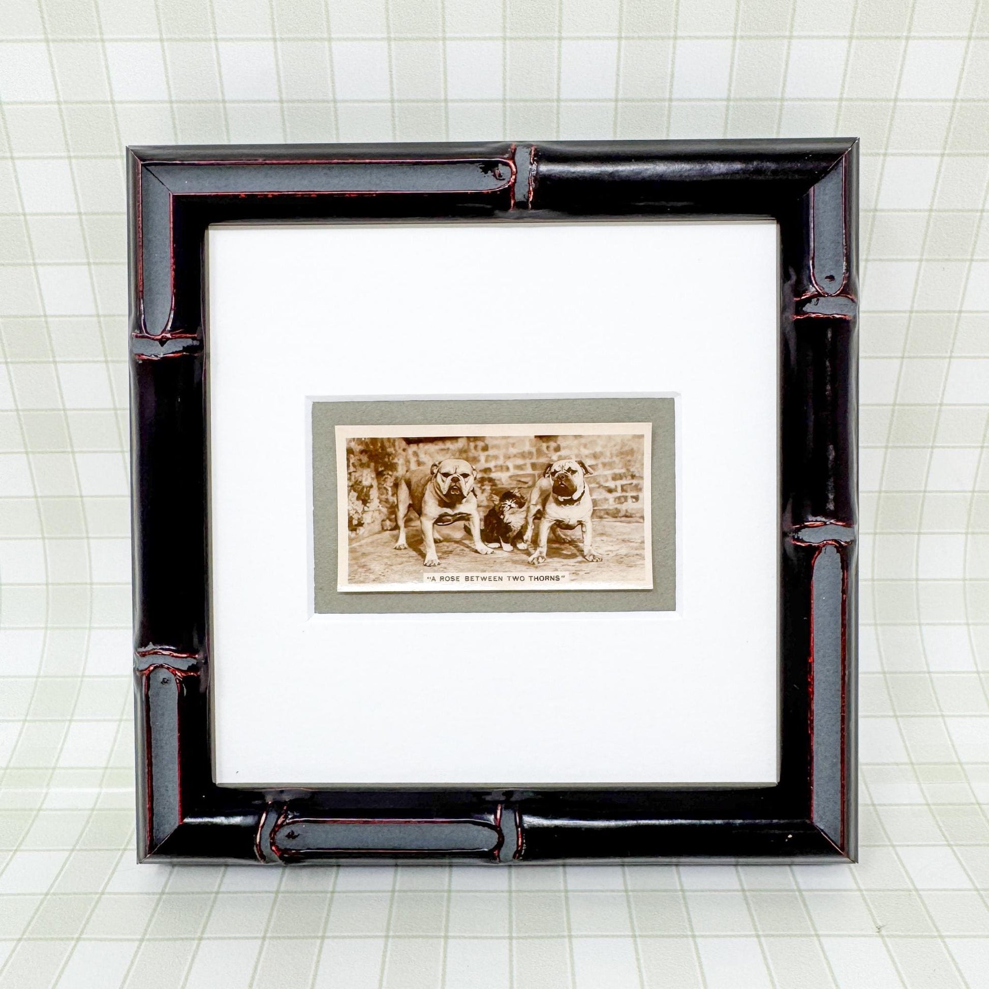 Framed Antique Dog Cigarette Card c. 1931, A Rose Between Two Thorns