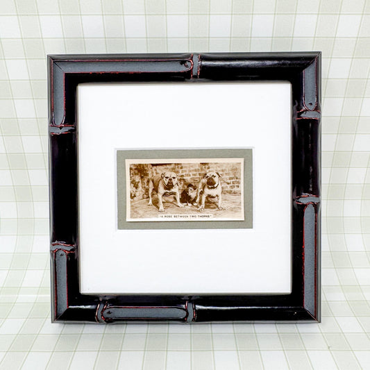 Framed Antique Dog Cigarette Card c. 1931, A Rose Between Two Thorns