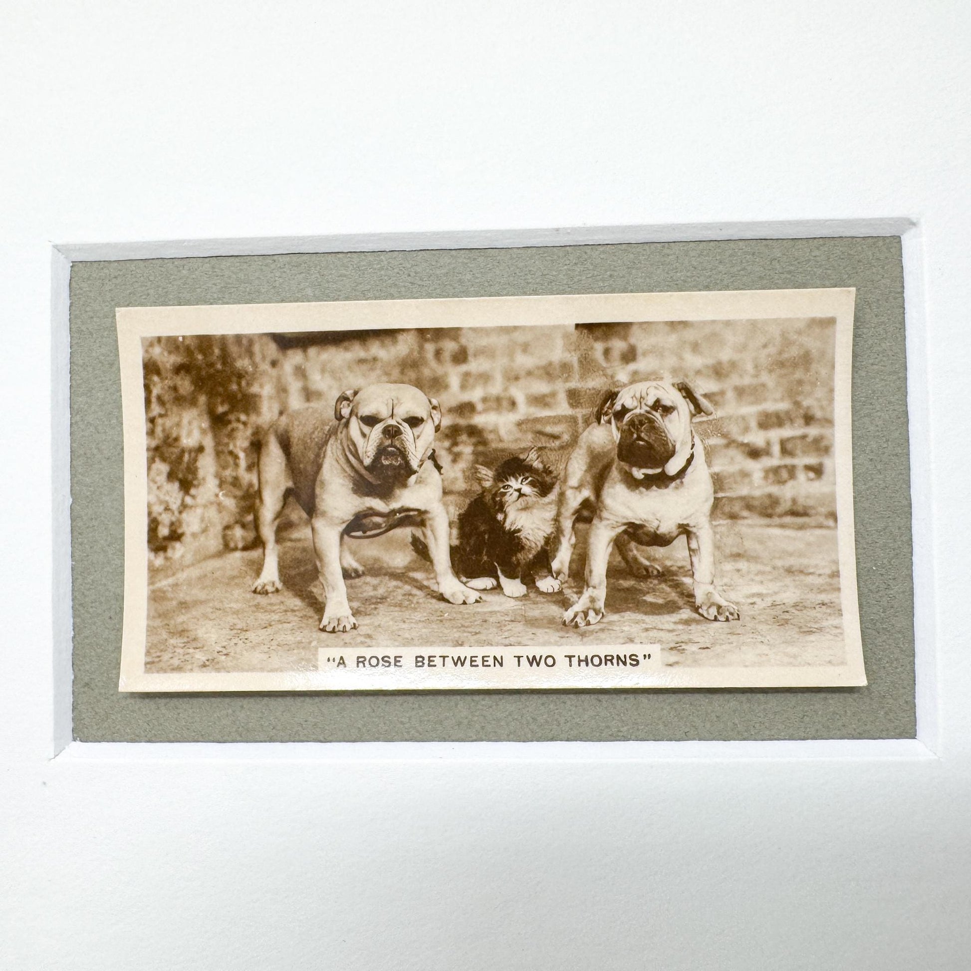 Framed Antique Dog Cigarette Card c. 1931, A Rose Between Two Thorns