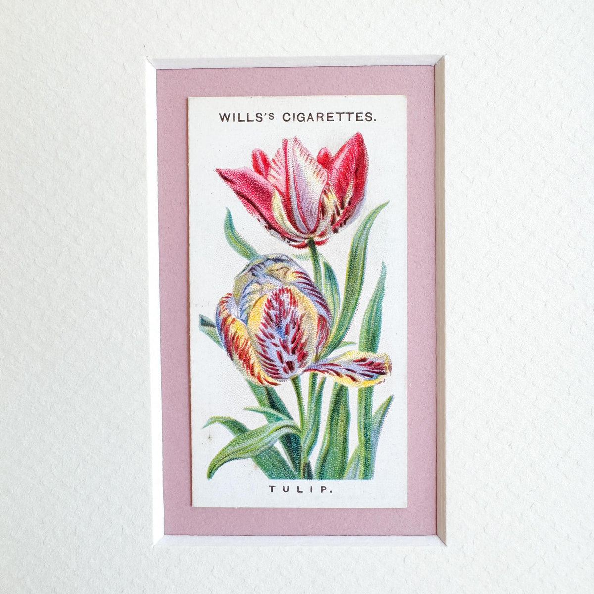 Framed Antique Flower Cigarette Card c. 1913, Tulip