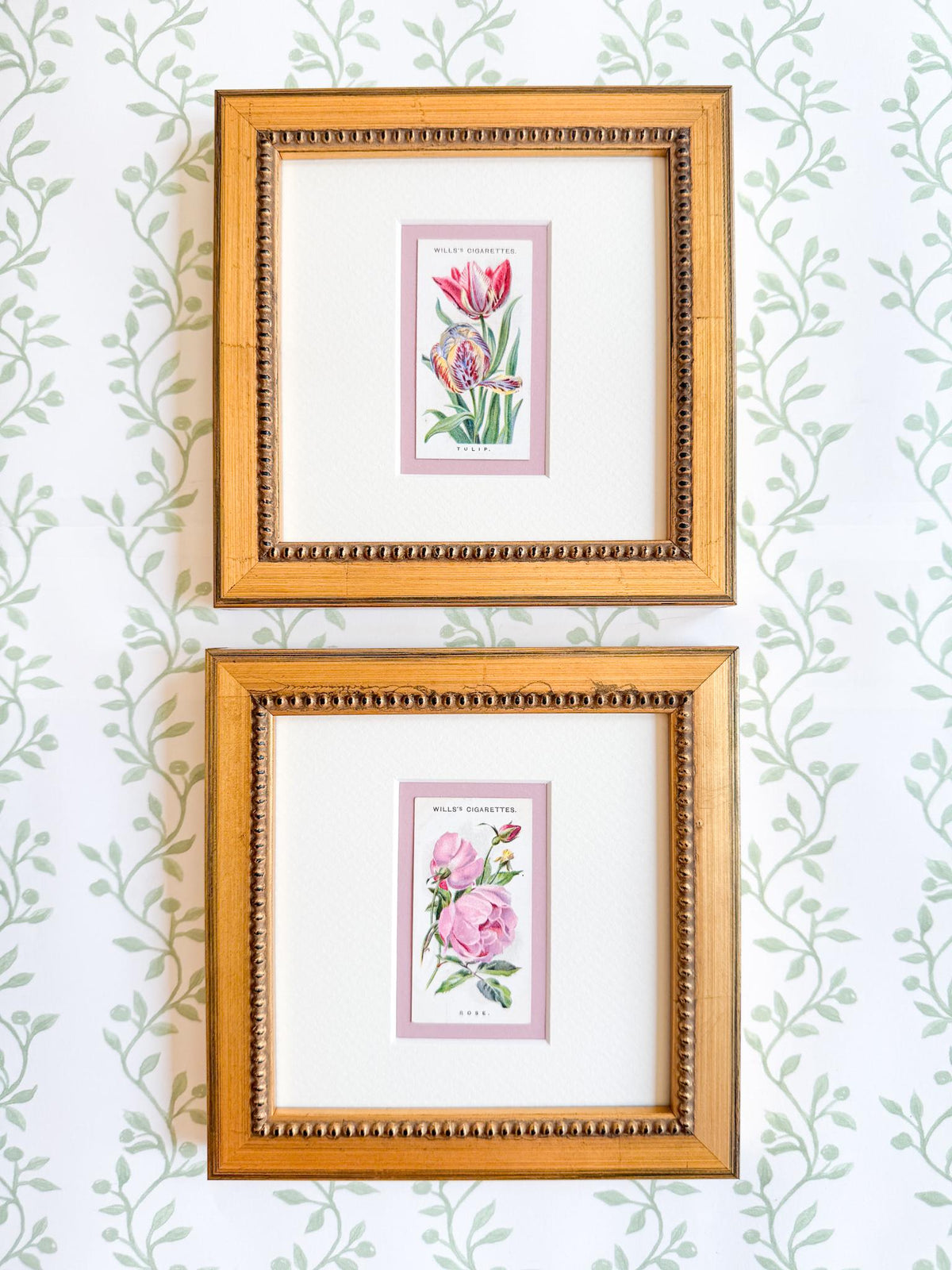 Framed Antique Flower Cigarette Card c. 1913, Tulip