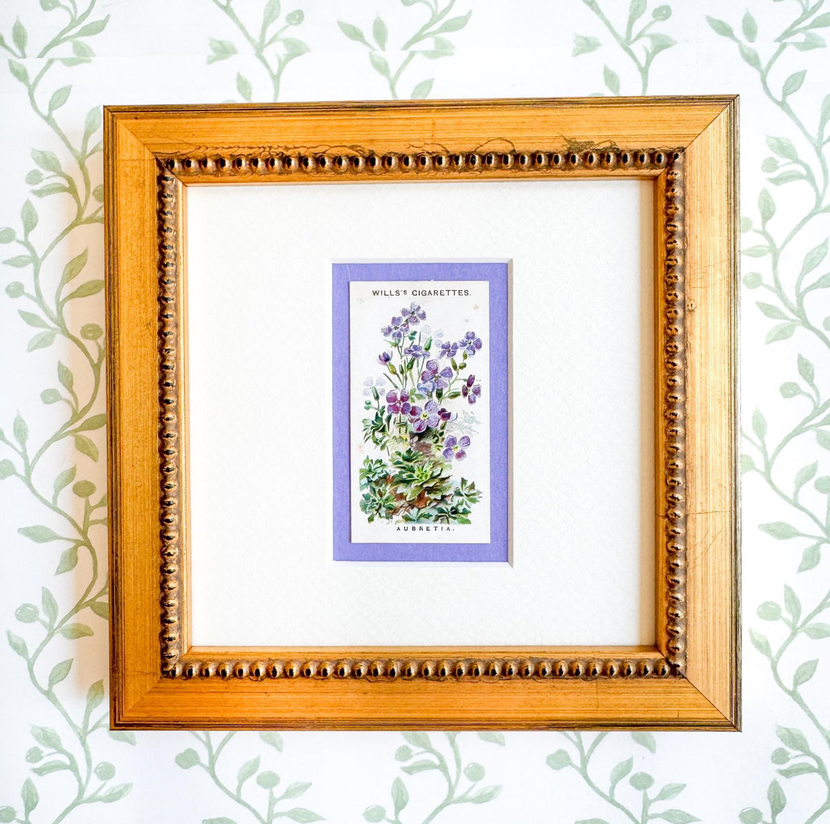 Framed Antique Flower Cigarette Card c. 1913, Aubrietta