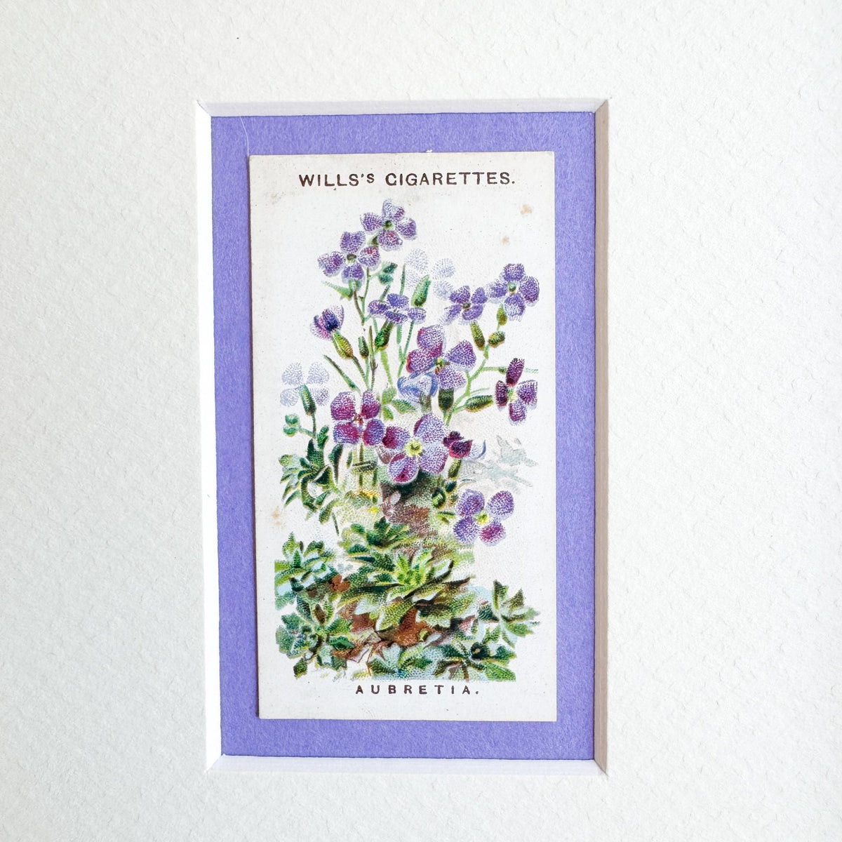 Framed Antique Flower Cigarette Card c. 1913, Aubrietta