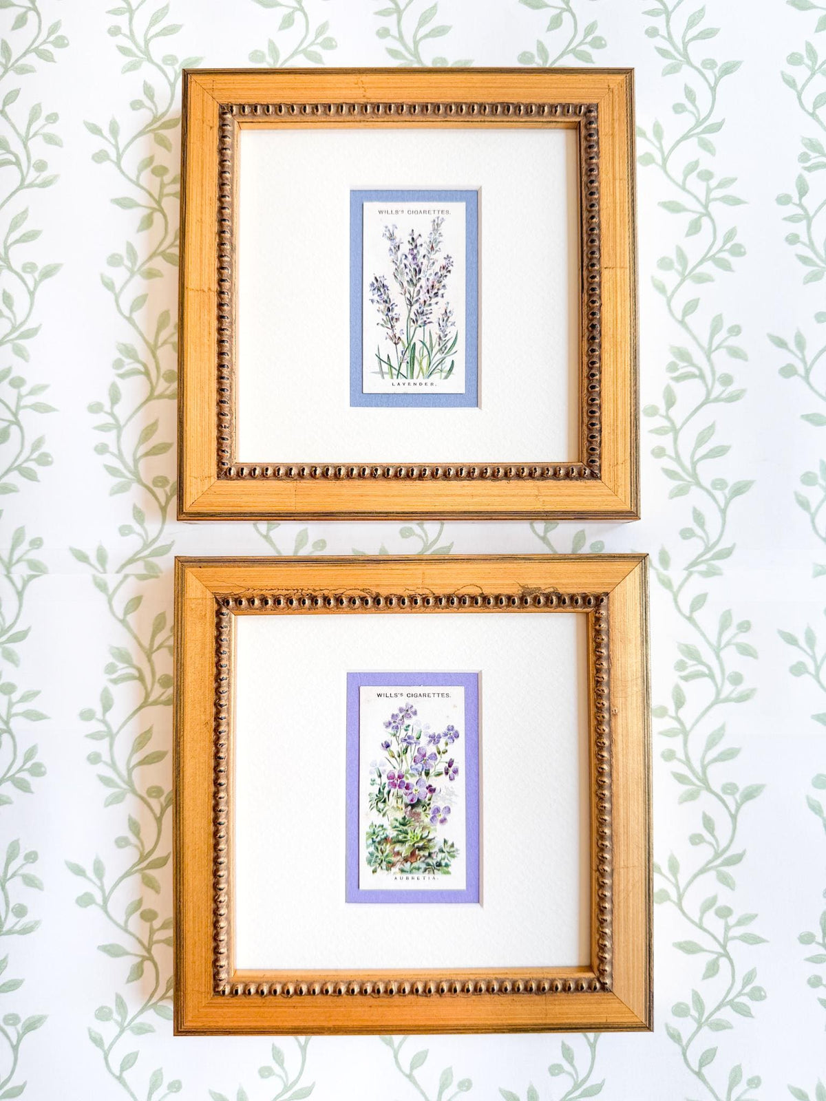Framed Antique Flower Cigarette Card c. 1913, Aubrietta