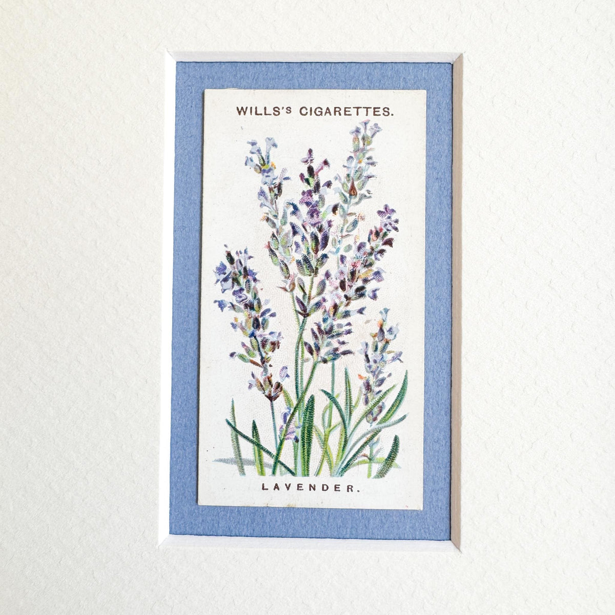 Framed Antique Flower Cigarette Card c. 1913, Lavender