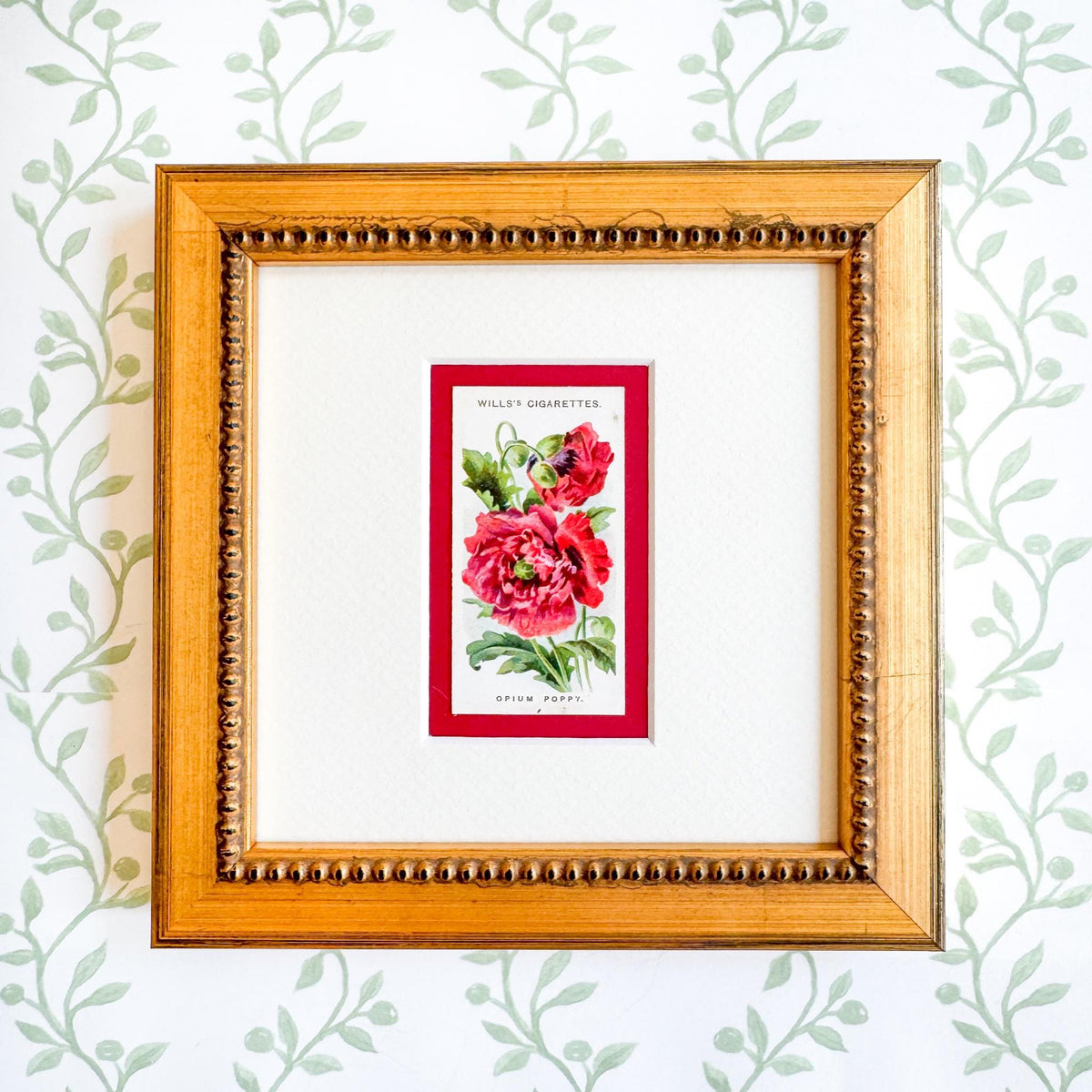 Framed Antique Flower Cigarette Card c. 1913, Poppy