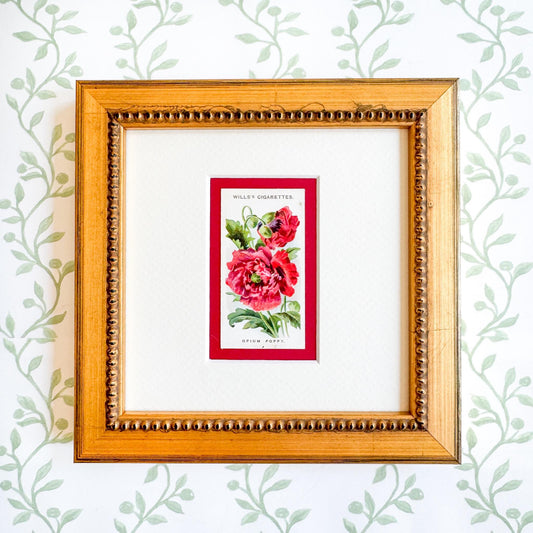 Framed Antique Flower Cigarette Card c. 1913, Poppy