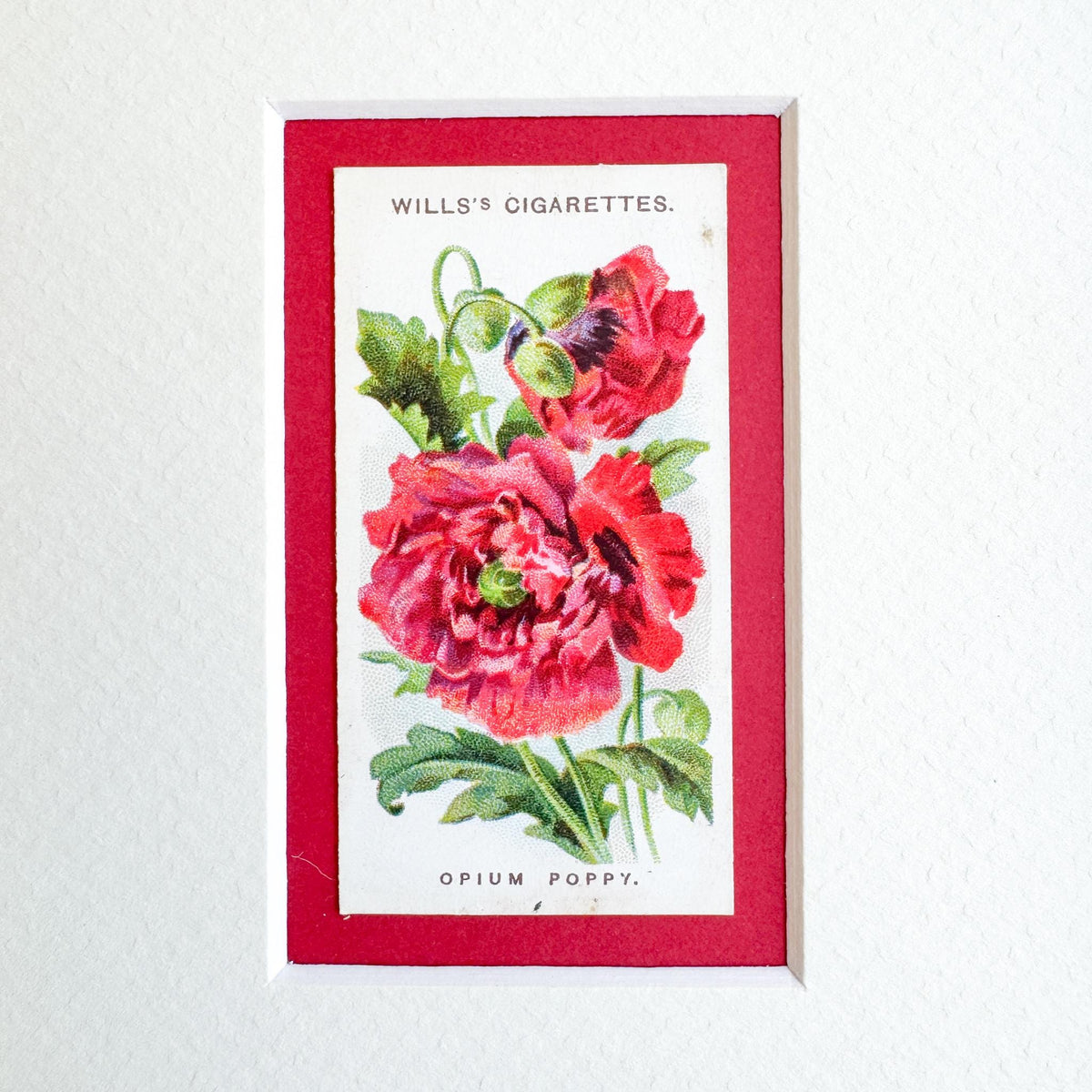 Framed Antique Flower Cigarette Card c. 1913, Poppy