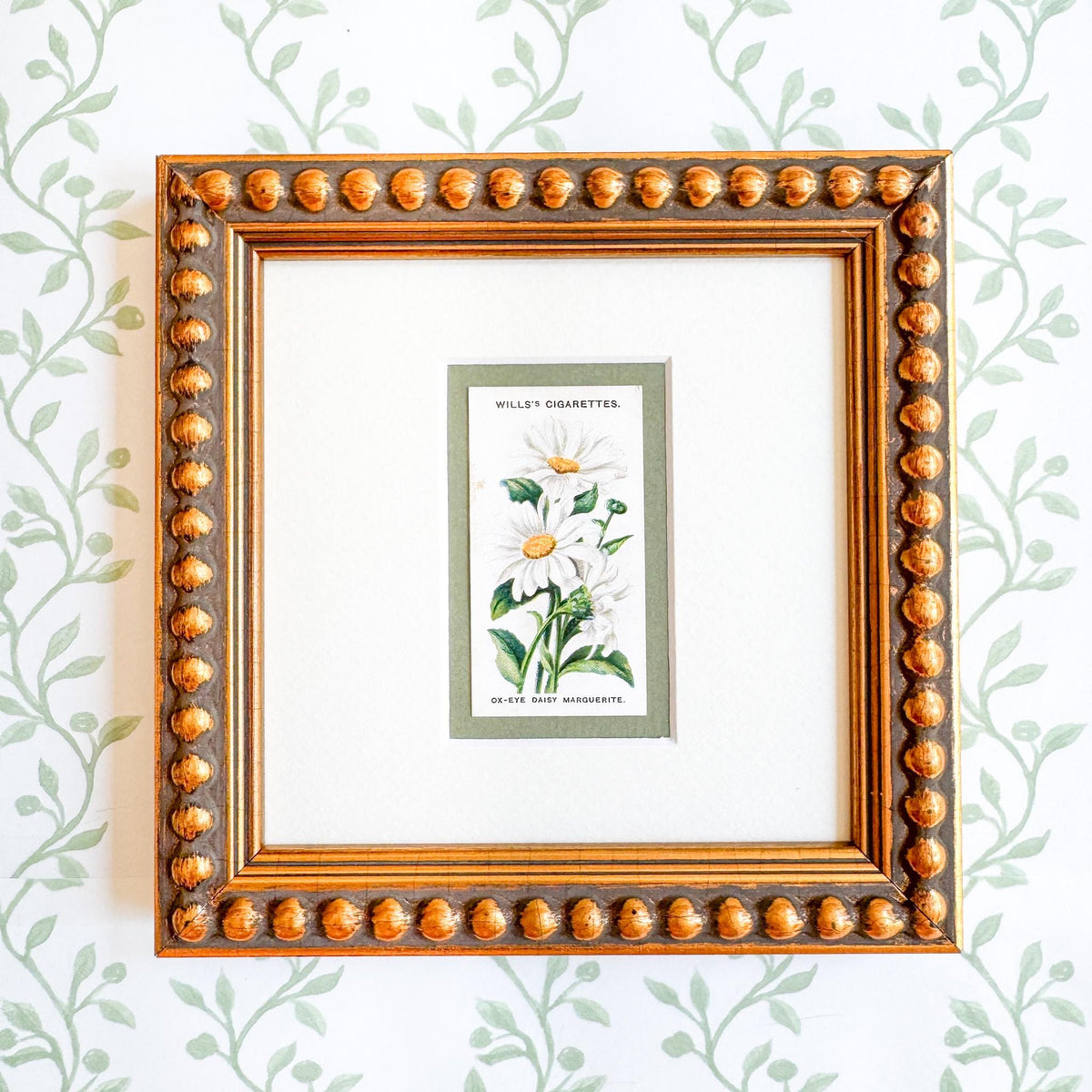 Framed Antique Flower Cigarette Card c. 1913, Ox-Eye Daisy