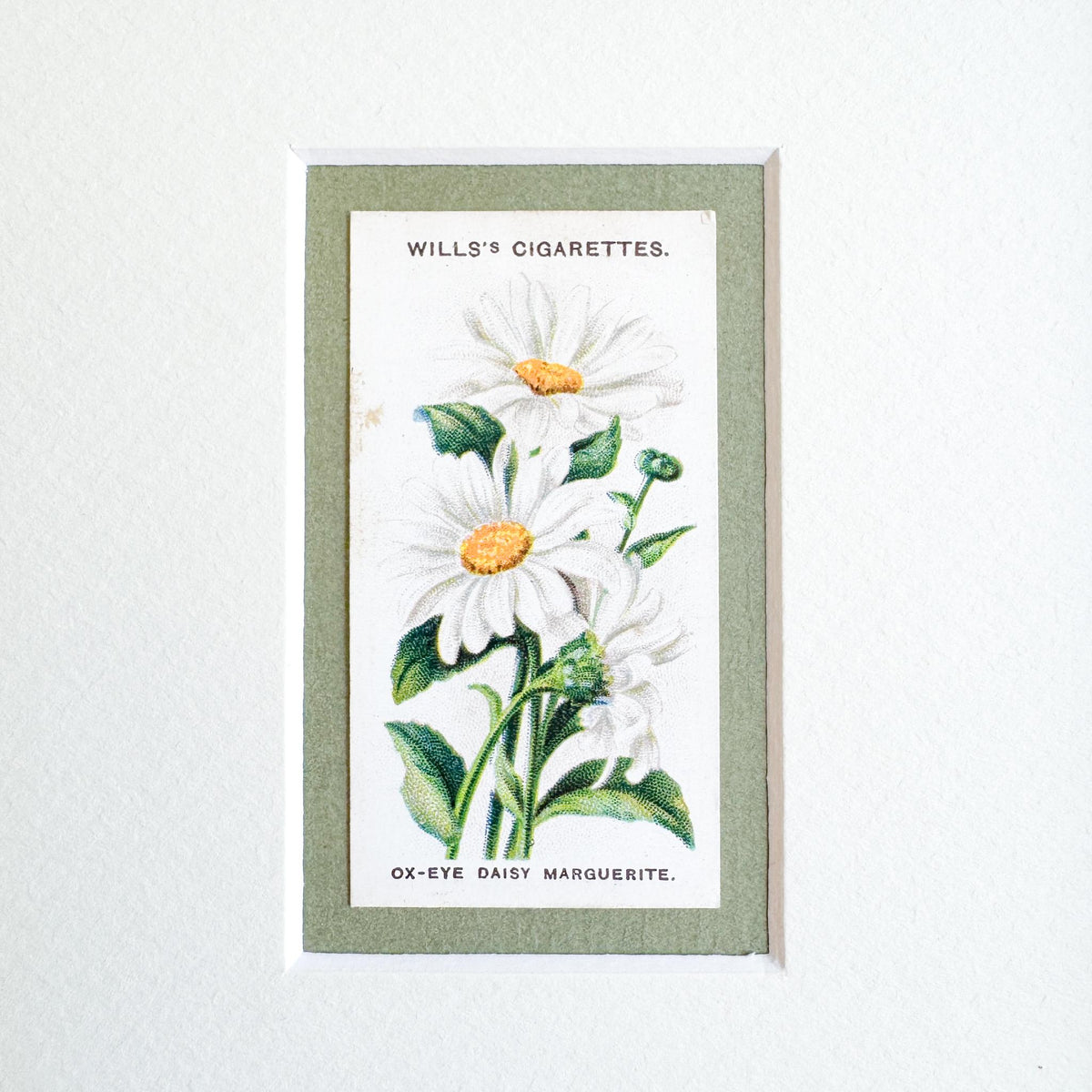 Framed Antique Flower Cigarette Card c. 1913, Ox-Eye Daisy