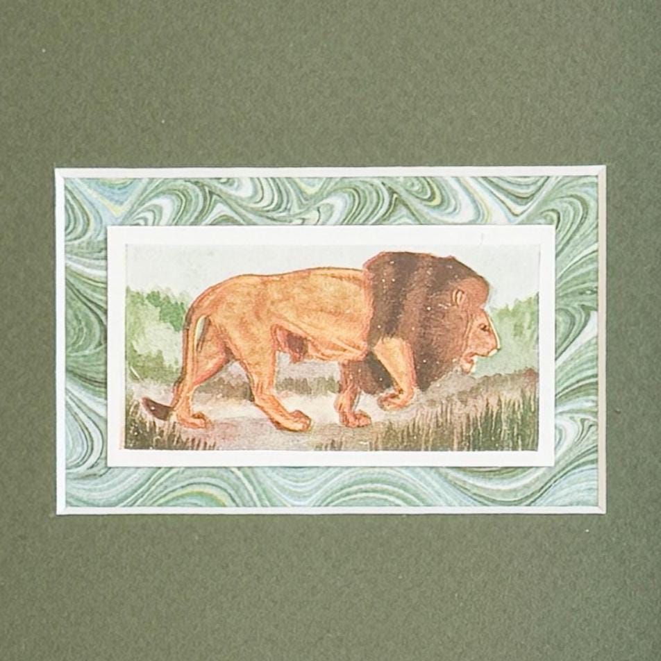 Framed Vintage Cigarette Card c. 1954, Lion