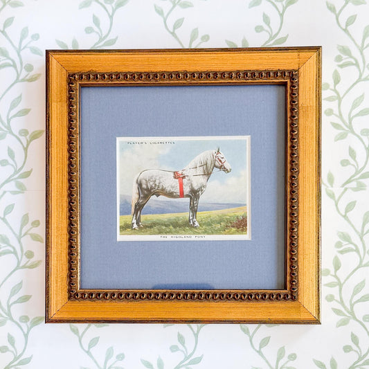 Framed Vintage Horse Cigarette Card c. 1939, Highland Pony