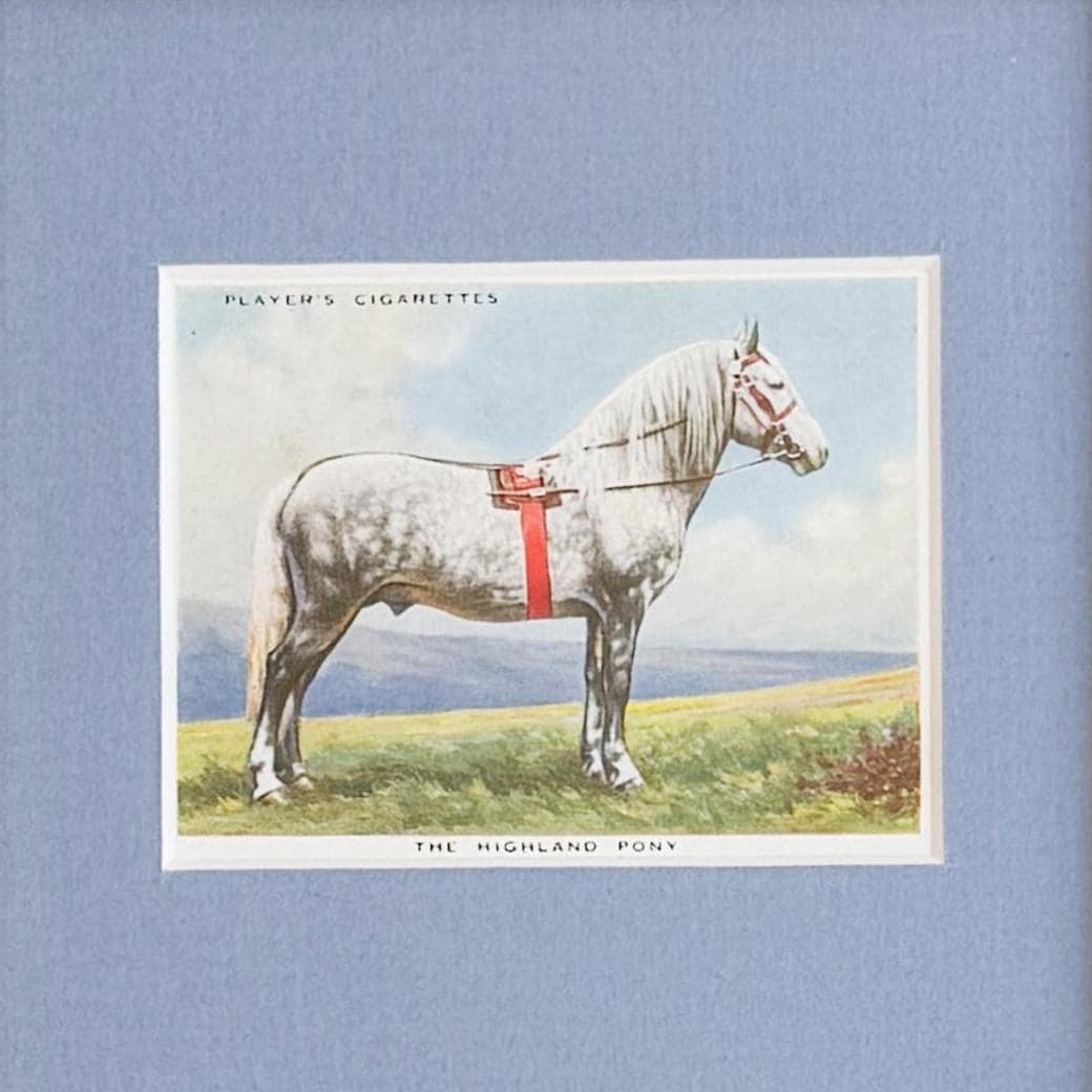 Framed Vintage Horse Cigarette Card c. 1939, Highland Pony