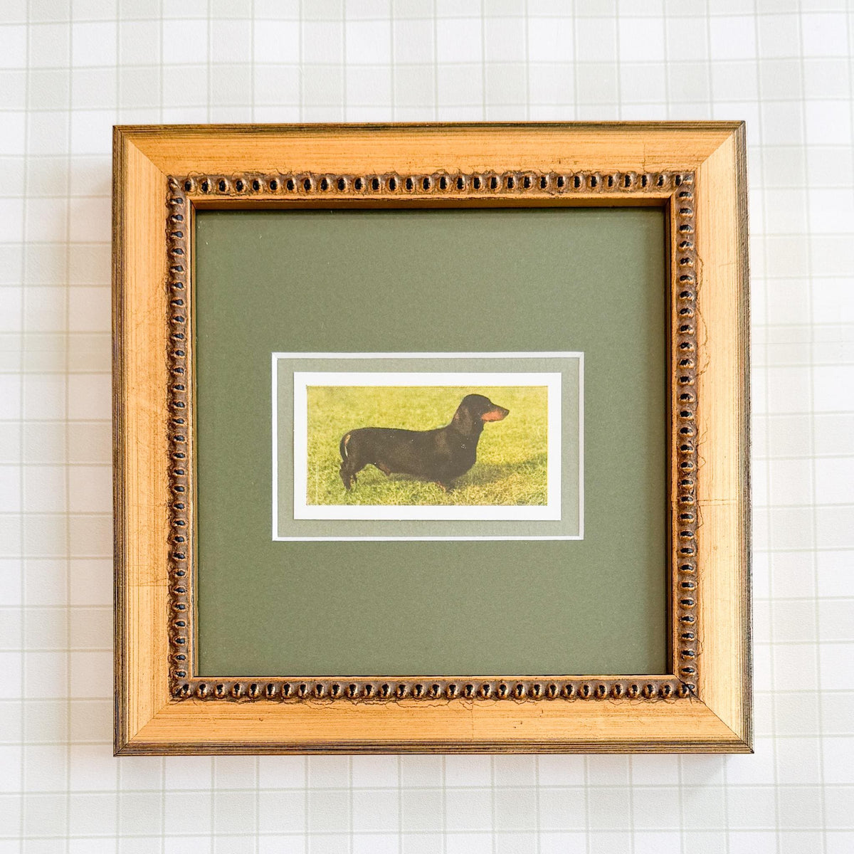 Framed Vintage Dog Cigarette Card, Dachshund