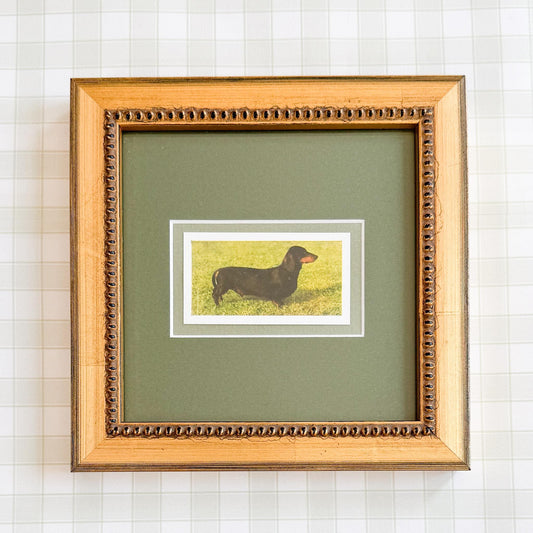 Framed Vintage Dog Cigarette Card, Dachshund