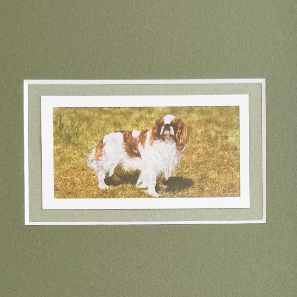 Framed Vintage Dog Cigarette Card, King Charles Cavalier Spaniel