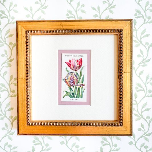 Framed Antique Flower Cigarette Card c. 1913, Tulip
