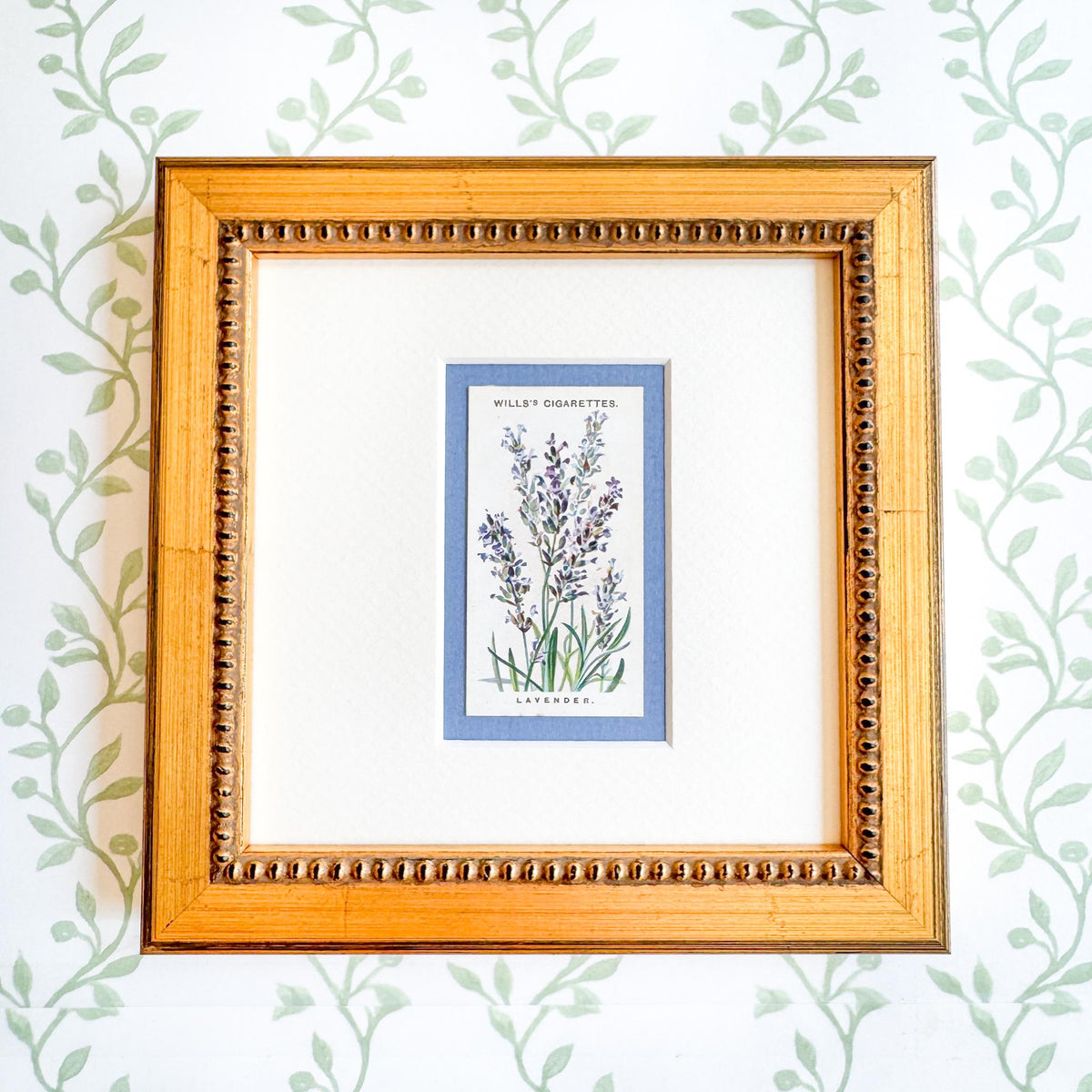 Framed Antique Flower Cigarette Card c. 1913, Lavender