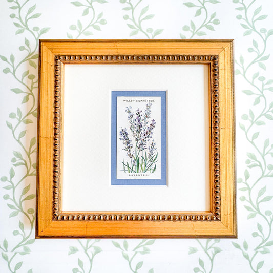 Framed Antique Flower Cigarette Card c. 1913, Lavender