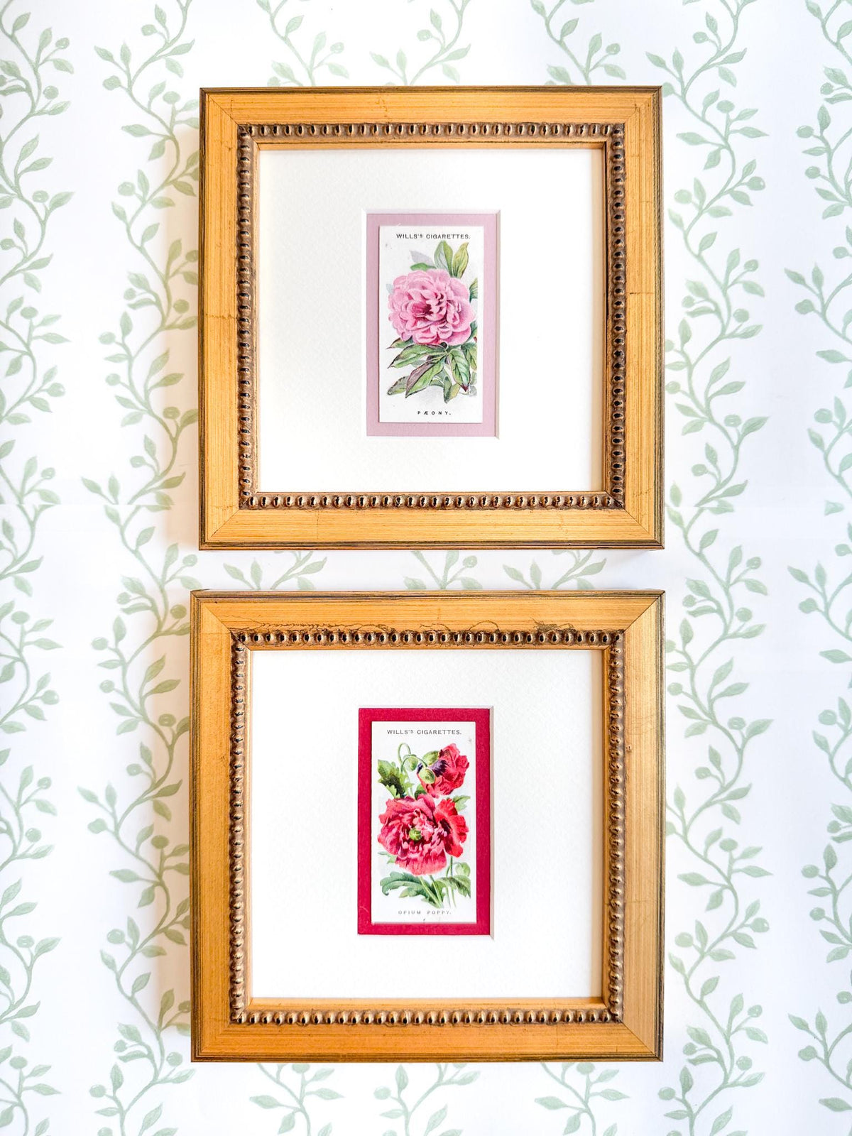 Framed Antique Flower Cigarette Card c. 1913, Poppy