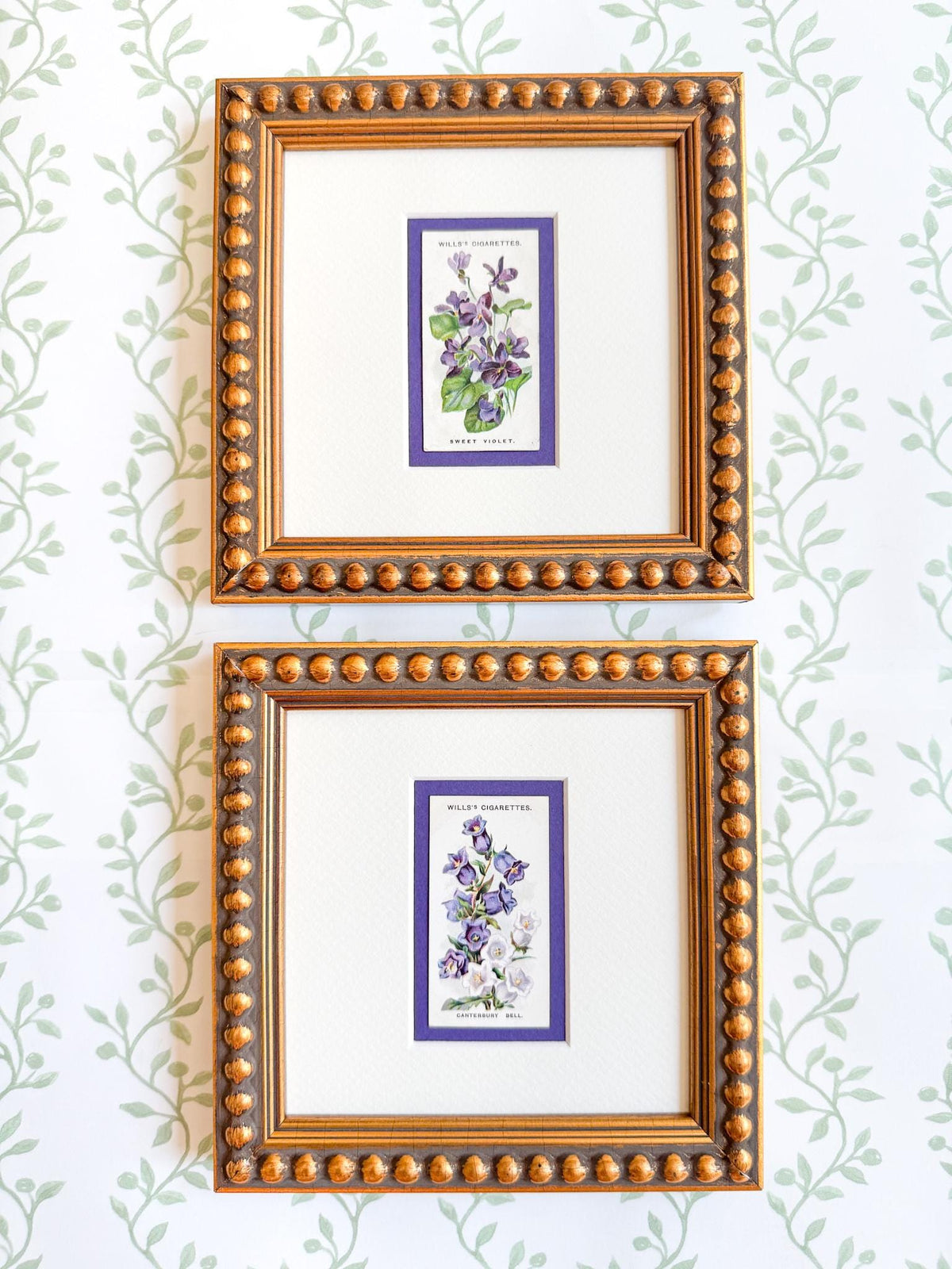 Framed Antique Flower Cigarette Card c. 1913, Canterbury Bell