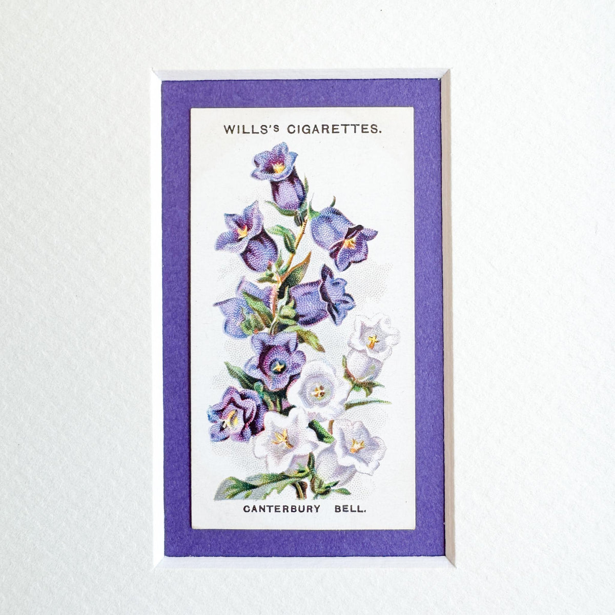 Framed Antique Flower Cigarette Card c. 1913, Canterbury Bell