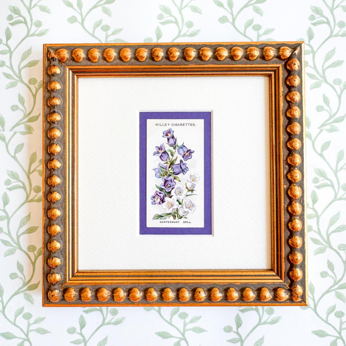 Framed Antique Flower Cigarette Card c. 1913, Canterbury Bell