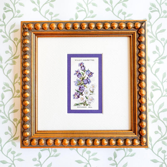 Framed Antique Flower Cigarette Card c. 1913, Canterbury Bell