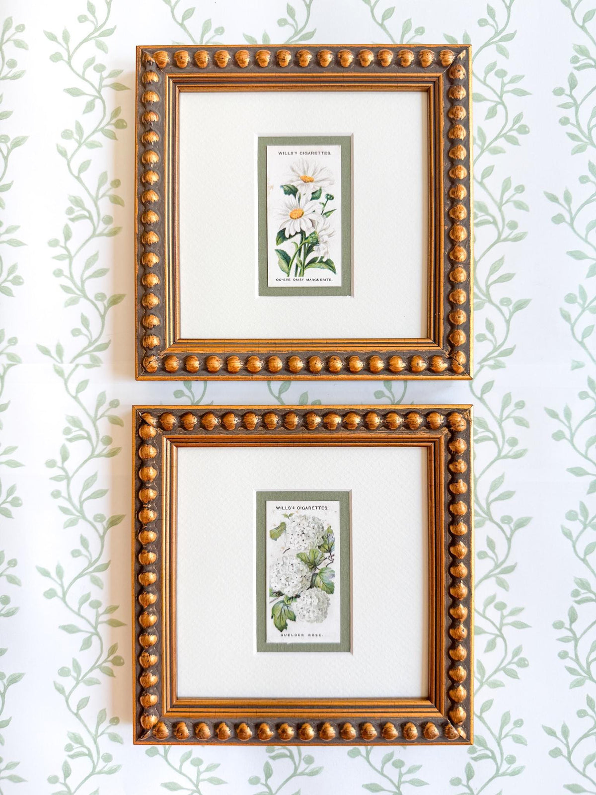 Framed Antique Flower Cigarette Card c. 1913, Ox-Eye Daisy