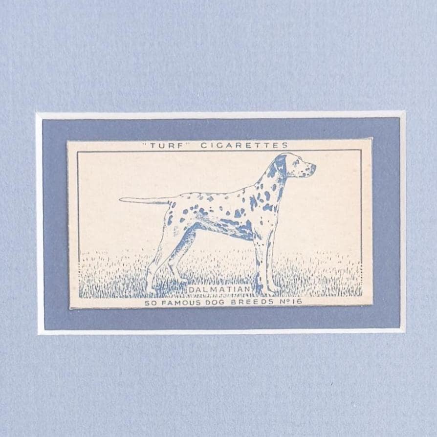 Framed Vintage Dog Cigarette Card c. 1952, Dalmatian