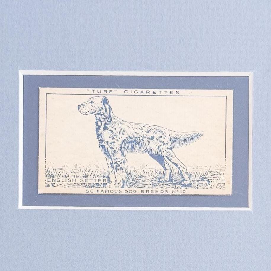 Framed Vintage Dog Cigarette Card c. 1952, English Setter