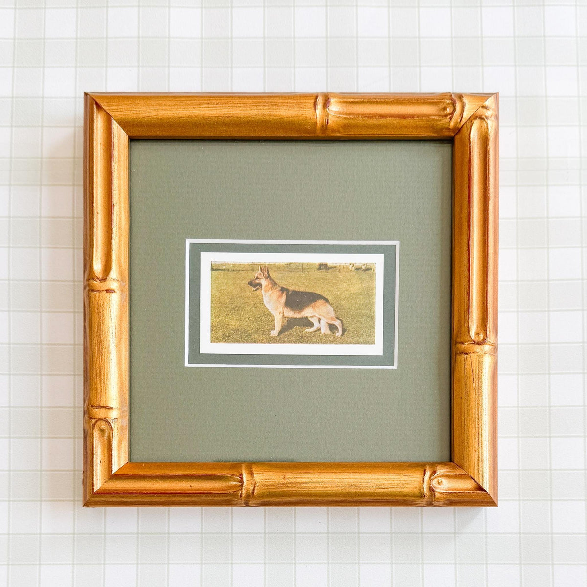 Framed Vintage Dog Cigarette Card, German Shepherd