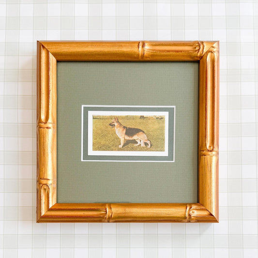 Framed Vintage Dog Cigarette Card, German Shepherd