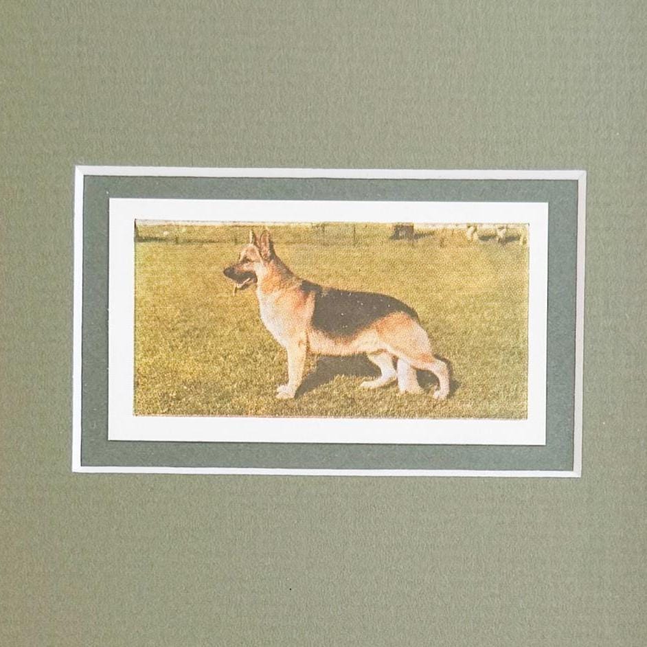 Framed Vintage Dog Cigarette Card, German Shepherd