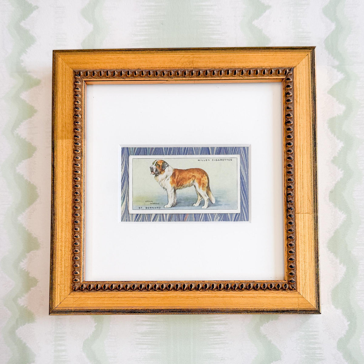Framed Vintage Dog Cigarette Card c. 1937, St. Bernard