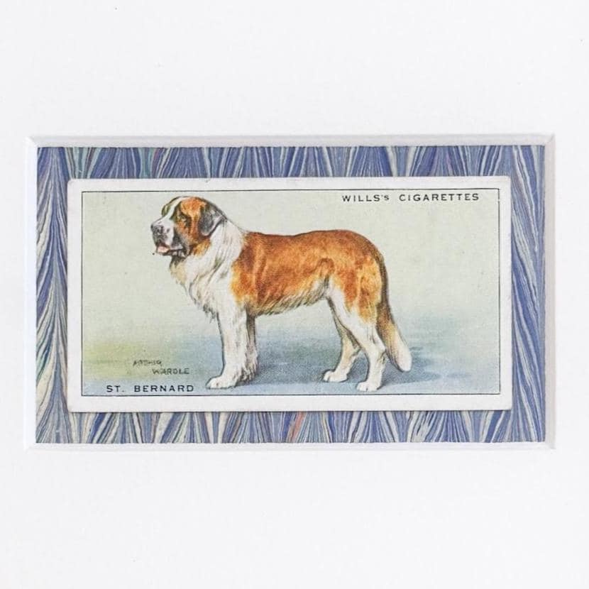 Framed Vintage Dog Cigarette Card c. 1937, St. Bernard