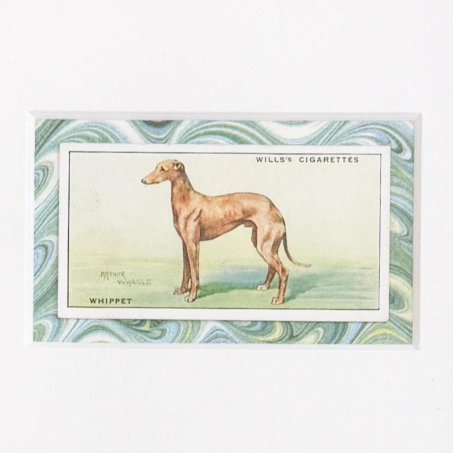 Framed Vintage Dog Cigarette Card c. 1937, Chow Chow