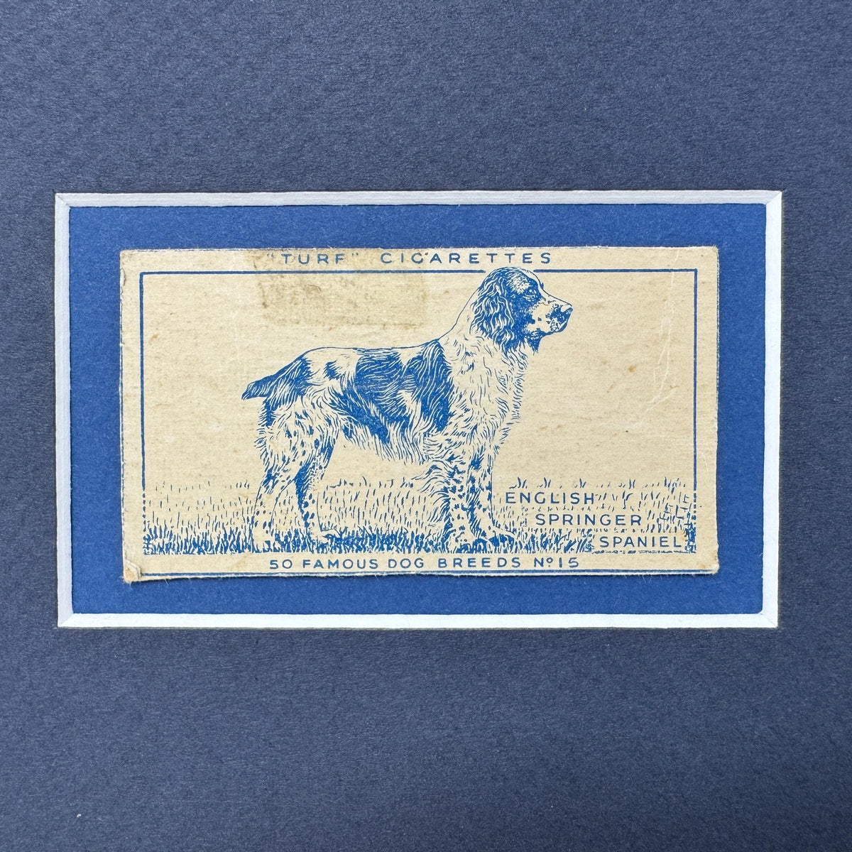 Framed Vintage Dog Cigarette Card c. 1952, English Springer Spaniel
