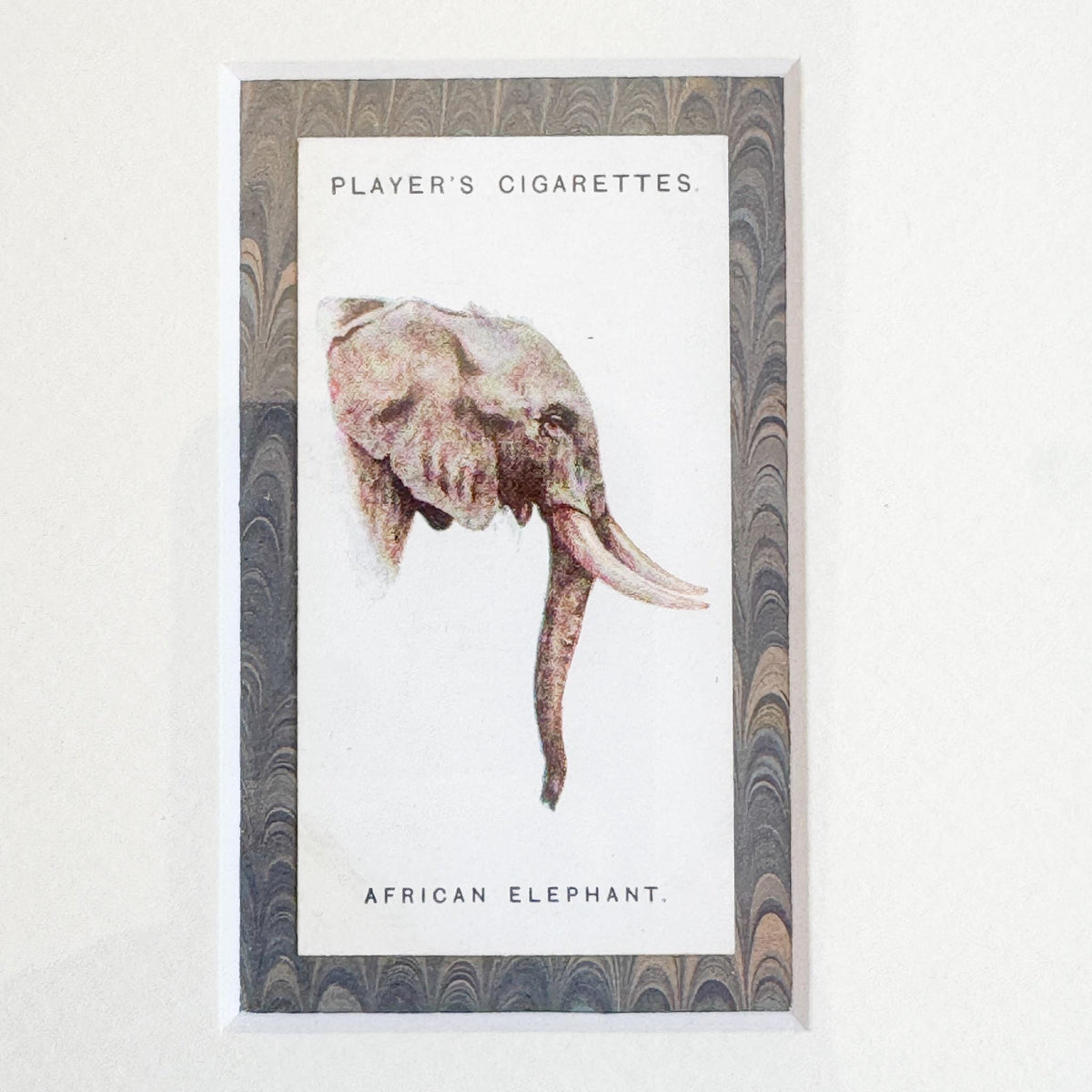 Framed Antique Cigarette Card c. 1931, African Elephant