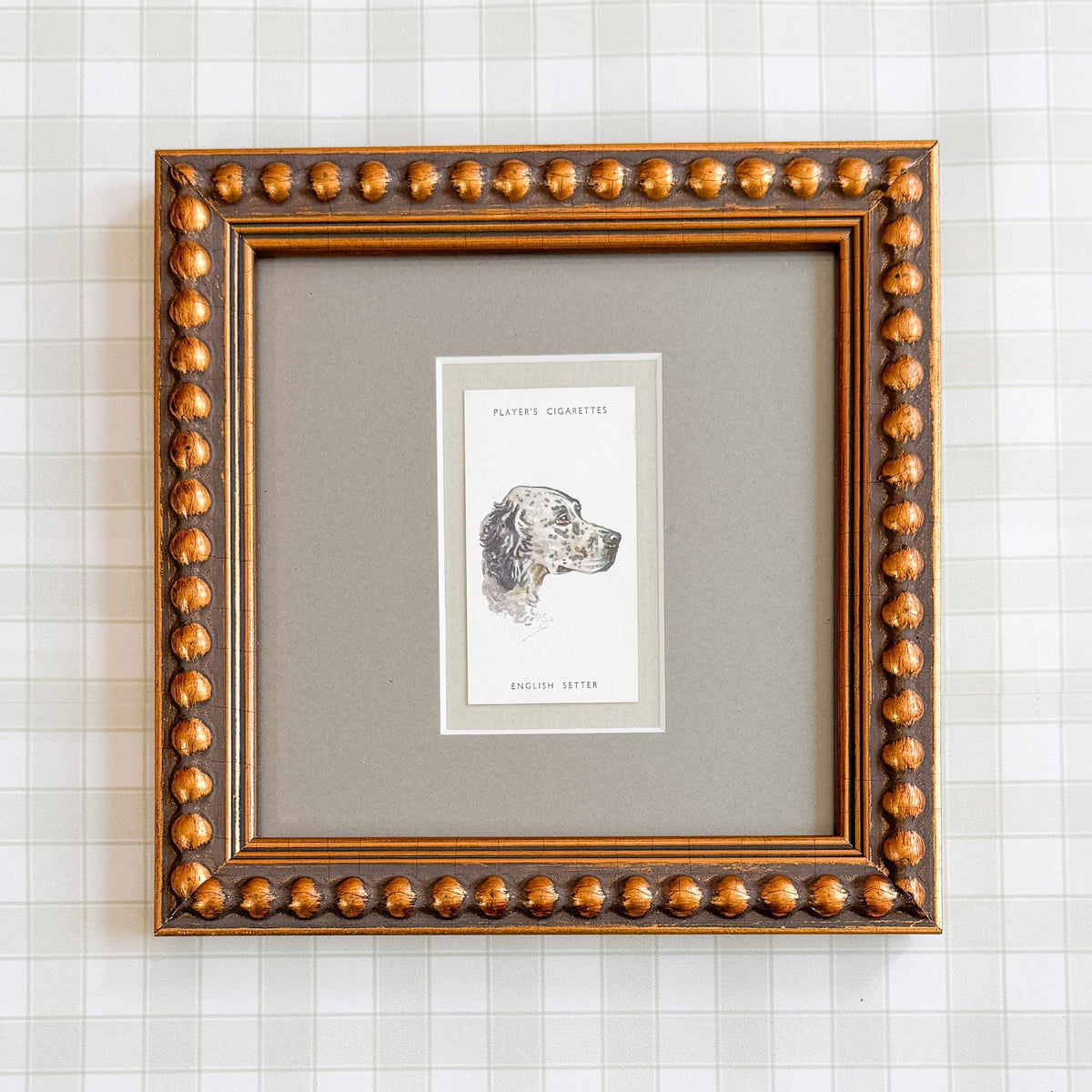 Framed Antique Dog Cigarette Card c. 1929, English Setter