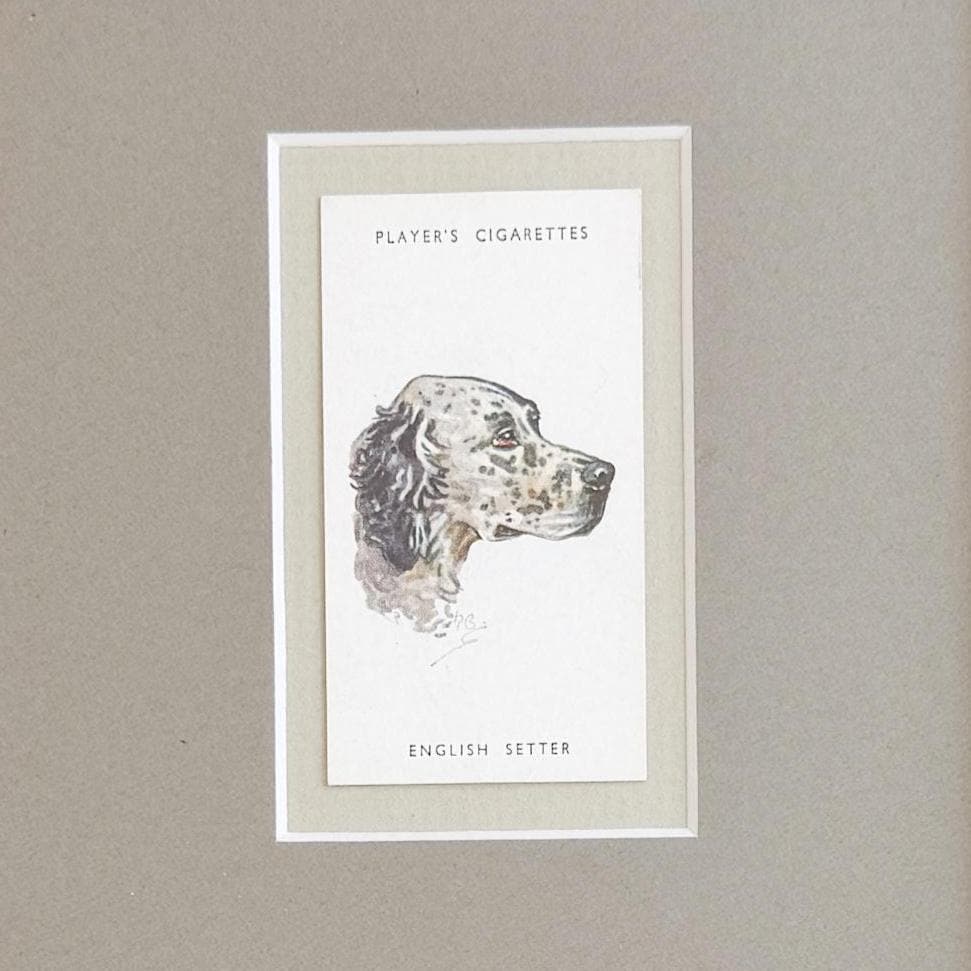 Framed Antique Dog Cigarette Card c. 1929, English Setter
